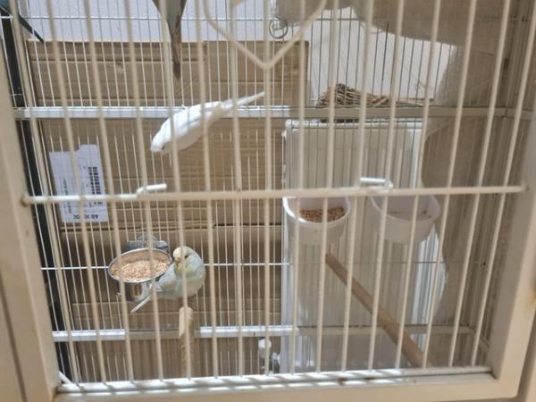 Image 4 of Budgies for sale, Breeding budgies for sale