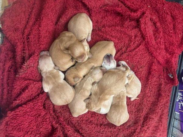 Image 2 of Golden Retriever pups available