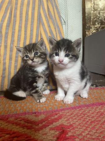Image 7 of *two beautiful BOY kittens for sale, Tabby x British short*
