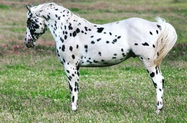 Preview of the first image of Grade A Appaloosa Stallion.