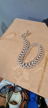 Image 3 of Western Hognose het albino male snake with viv optional