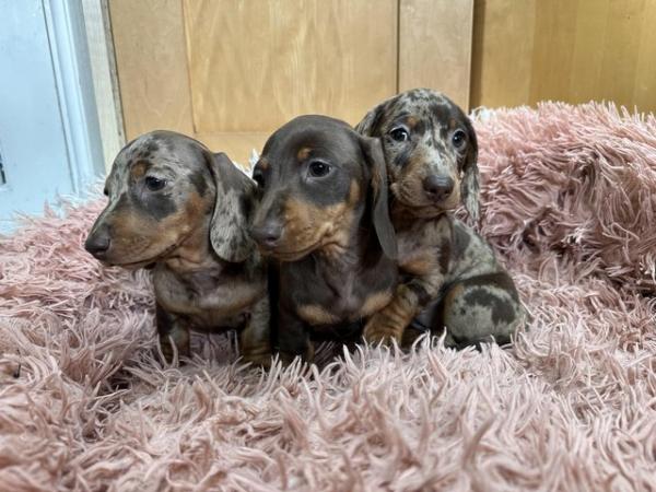 Image 7 of Beautiful kc reg show quality miniature dachshund puppies