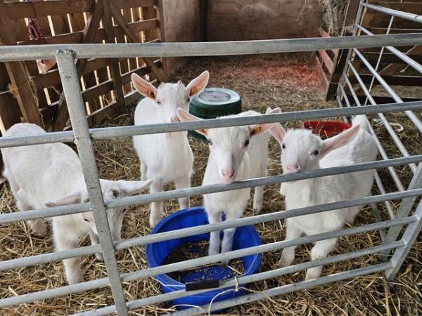 Image 1 of Cade Goat Kids - wethers - available now