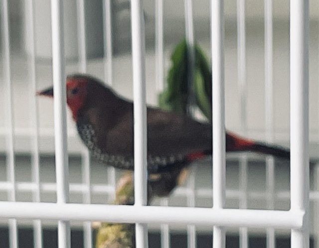 Painted Finches males for sale — photo 3 of 4