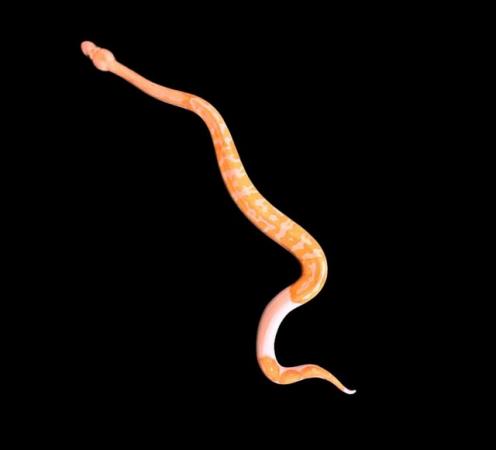 Image 1 of Albino Lavender Pied ‘Dreamsicle’ Royal pythons