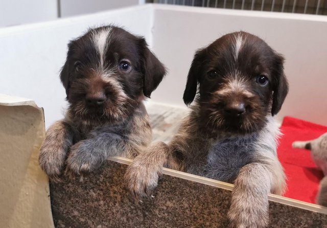 Preview of the first image of KC registered German wirehair pointers.