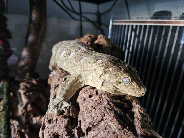 Image 15 of Leachianus gecko female proven isle E morro