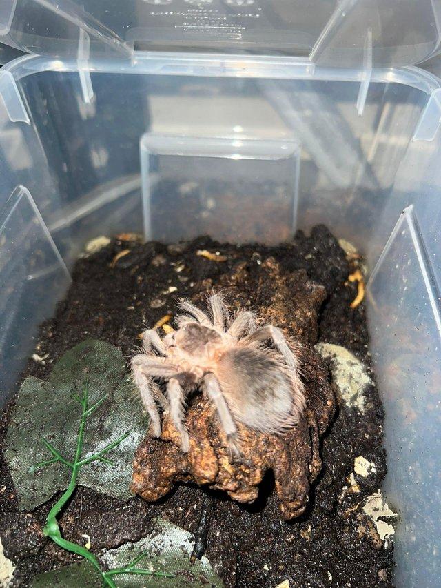 Preview of the first image of Salmon Pink Bird eater tarantula.