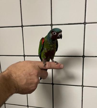 Image 1 of Hand Reared Baby Emma’s Conures £350 each