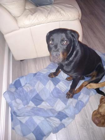 Image 5 of 8 month old rottweiler pup for sale