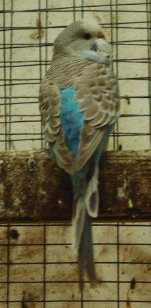 Image 16 of Budgies For Sale. Ideal Pets (Friendly) + Suit for Aviaries