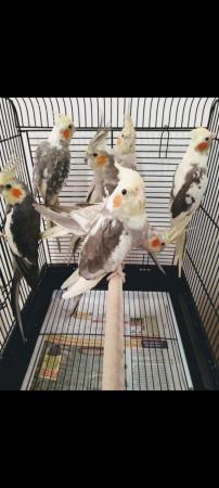 Image 2 of Healthy and Active Young Cockatiels