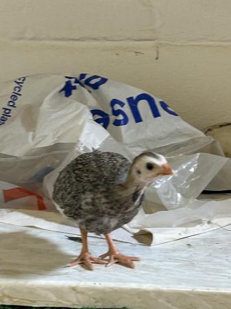 Image 3 of Guinea Fowl for Sale Unsexed