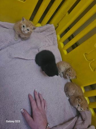 Image 8 of Fluffy ginger kittens and 1 black and white