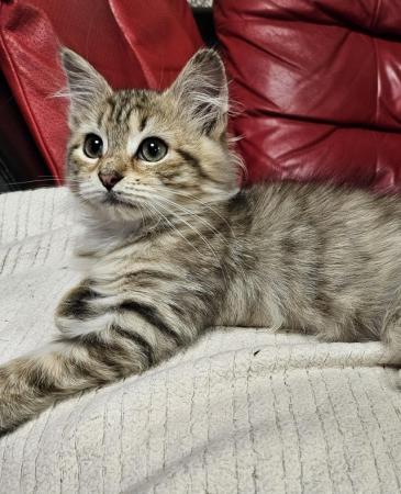 Image 7 of 6 gen female Siberian kitten ready now