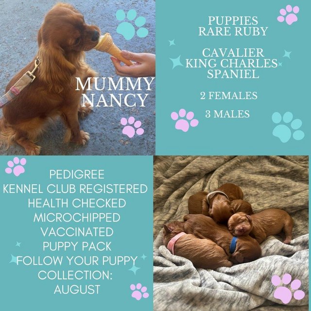 Preview of the first image of Cavalier King Charles Spaniel - KC registered, micro chipped.