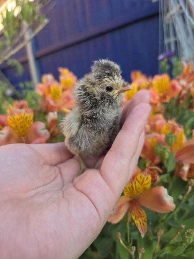 Day old pekin bantam chicks and 1 polish bantam — photo 2 of 3
