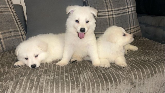Preview of the first image of White Swiss shepherd puppies kc reg.