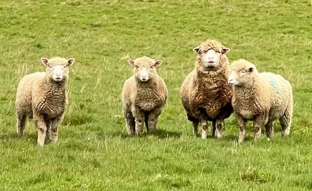 Image 1 of 3 Pure Poll Dorset Ewe Lambs