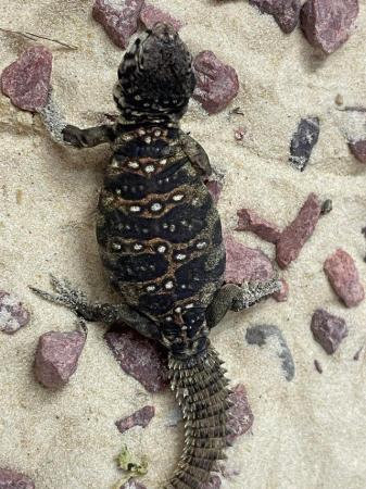 Image 3 of Baby Ocellated Uromastyx for sale