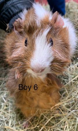 Image 6 of Well handled baby guinea pigs for sale