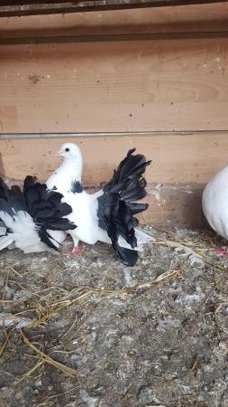 Image 2 of English fantail pigeons black tail looking for new home