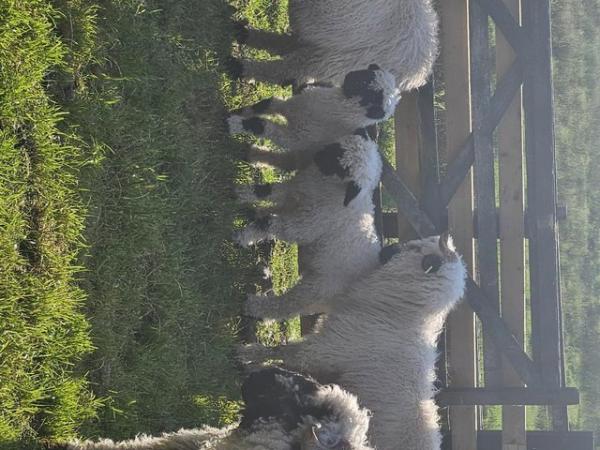 Image 2 of Valis Blacknose Sheep for sale