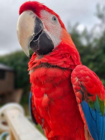 Image 5 of Beautiful young macaw parrot