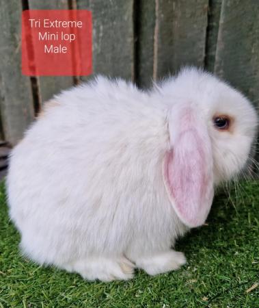Image 8 of Young Adult Mini Lop Male
