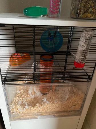 Image 5 of 2 x Golden Brown Gerbils Looking For Their New Home