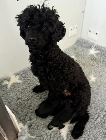 Image 7 of KC TOY POODLE PUPPIES BLACK MALE ONLY