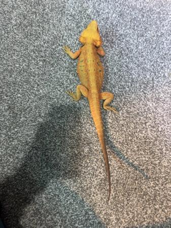 Image 8 of Bearded dragon orange translucent (OPEN TO OFFERS)