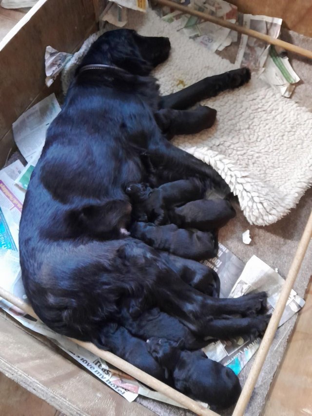 Preview of the first image of Black Flat Coated Retriever Puppies - Born 1st April 2024.