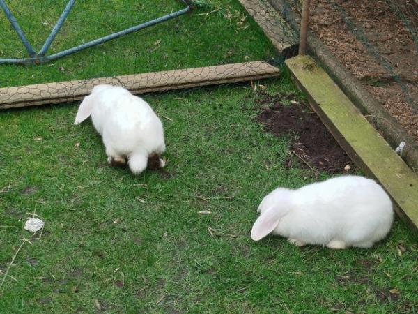Image 5 of 2x white Bunnies with blue eyes, 1x Flemish Giant with 7kits