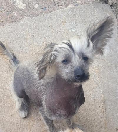 Image 8 of Male 6 Month Chinese Crested