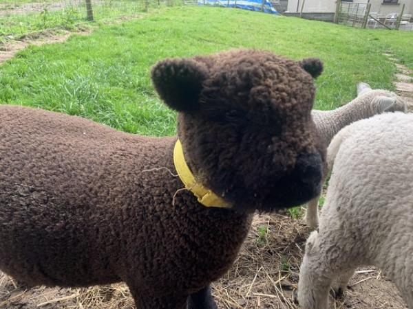 Image 2 of Weaned Babydoll wethers for sale