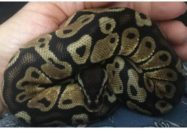 Image 5 of 4 year old male Pastel Ball Python