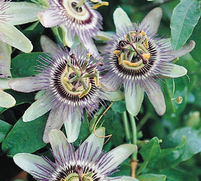 Preview of the first image of 1 x Passion flower plant ( PASSIFLORA CAERULEA ) for £5.