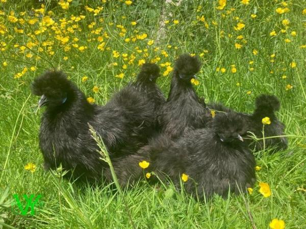 Image 4 of point of lay Silkie pullets
