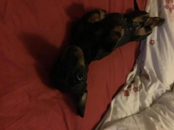 Image 4 of Female mini dachshund for sale 5* home required