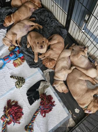 Image 7 of READY TO LEAVE NOW -chunky golden/ fox red labradors puppies