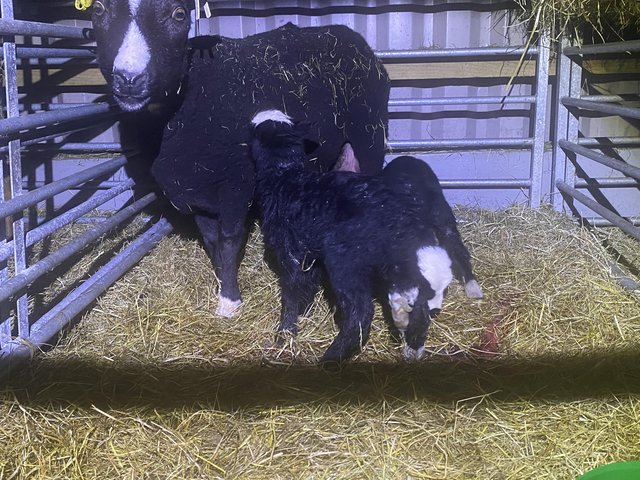 Preview of the first image of 4 registered pedigree Balwen ewes.