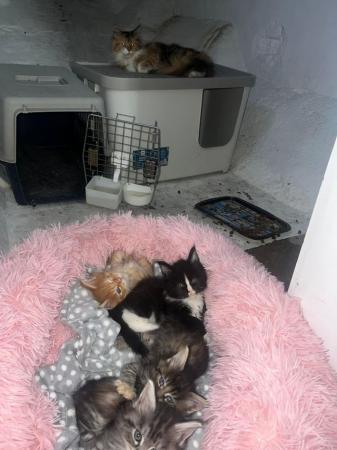 Image 1 of 2 Months old Pure breed Maine Coon Kittens!