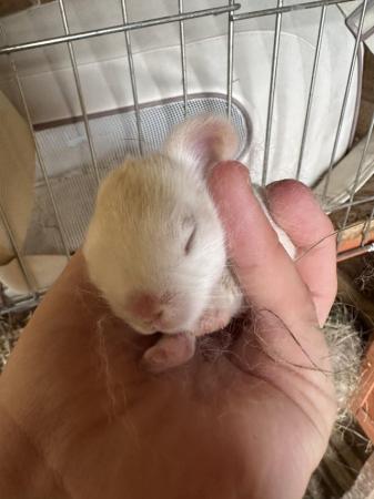 Image 5 of Gorgeous Baby Bunnies Mini Lop x Florida White