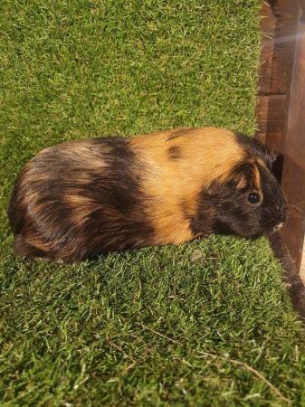 Image 13 of Guinea pigs males and females