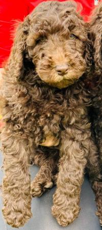 Image 7 of STUNNING DOUBLE DOODLES COCKAPOO X LABRADOODLE