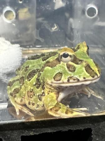 Image 2 of Pac-Man Lime Green Frog. Really nice pattern