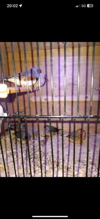 Image 4 of Budgies, finch, canary. For sale message me no time wasters