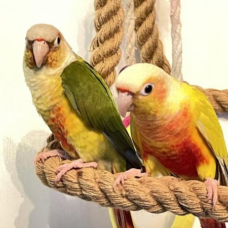 Image 3 of Suncheek Conure Male parrot and dna for sale
