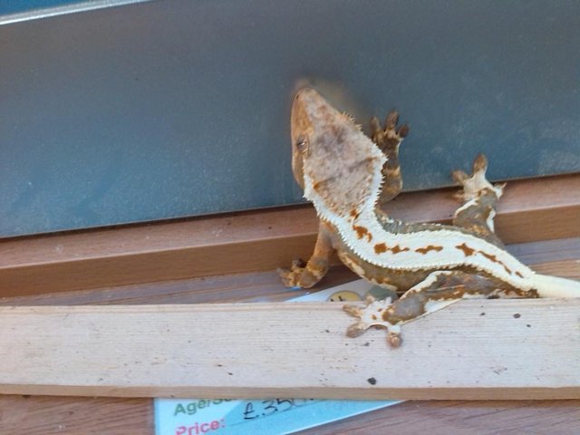 Preview of the first image of 2 female crested geckos for sale £100 each.